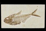 Detailed, Fossil Fish (Diplomystus) Plate - Wyoming #113297-1